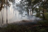 Incendies en forêt de Fontainebleau : un nouvel homme en garde à vue, il avait un briquet et du papier journal dans son véhicule