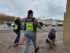 À Versailles, le chien Rosco n’a mis que 12 minutes pour retrouver la disparue