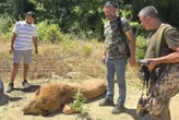 « J’ai serré son cou et il a reculé » : un ouvrier se bat avec un lion échappé d’un zoo en Turquie