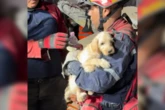 Piégé sous les décombres après les violents séismes au Venezuela, un chiot est miraculeusement sauvé