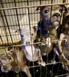 Un staffie mort, deux chiens et trois chiots maltraités : le calvaire d’animaux découverts dans un village de l’Oise