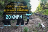 Un jeune éléphant tué par un train déjà impliqué dans une collision mortelle au Sri Lanka