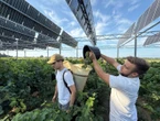 À l’ombre des panneaux photovoltaïques, une « récolte exceptionnelle » pour certaines vignes des Pyrénées-Orientales