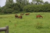 Il dit « entendre des voix » : l’homme qui a tué cinq chevaux en Normandie condamné à deux ans de prison ferme