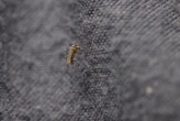Chikungunya : 12 foyers de transmission identifiés en métropole, 30 recensés cas au total