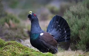 Malgré la mortalité, 7 nouveaux grands tétras de Norvège réintroduits dans le massif vosgien