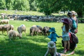 « C’est le choc des cultures ! » : la transhumance des brebis, un spectacle qui détonne dans la banlieue de Grenoble