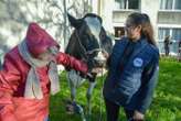 « C’est un vrai bonheur ! » : près de La Rochelle, des vaches rendent visite aux résidents d’un Ehpad