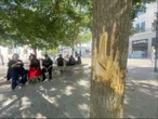 A Poitiers, des arbres sévèrement mutilés, une plainte déposée