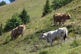 Dermatose nodulaire contagieuse : un deuxième foyer détecté dans un élevage bovin en Savoie