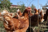 8 200 poules à abattre à cause d’une poussière contenant de la salmonelle