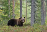 « Son casque de protection n’a pas suffi » : un motard retrouvé mort massacré par un ours en Roumanie