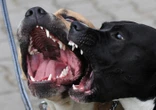 Les cadavres d’une dizaine de chiens retrouvés dans un bassin de rétention à Carpentras, une plainte déposée