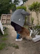 « Des coups quotidiens » : un chien sauvé de son maître maltraitant au Blanc-Mesnil grâce à plusieurs témoins