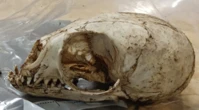 Peaux d’alligator, mâchoires d’otarie, dents de cachalot... des saisies spectaculaires d’espèces protégées