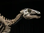 Un musée allemand va restituer un crâne de dinosaure vieux de 113 millions d’années au Brésil