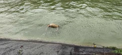 « On soupçonne des sévices » : enquête ouverte après la découverte du corps d’un chien dans un canal de l’Oise