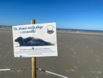 « Les phoques aussi ont besoin de repos » : d’étranges périmètres de sécurité sur la plage de Fort-Mahon