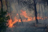 Le nord de l’Algérie ravagé par des incendies qui ont fait six morts en moins de deux semaines