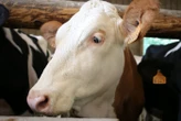 Un Américain tire cinq fois sur la vache de son voisin qui se baladait sur sa propriété