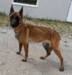 Loiret : il conduit son chien à la fourrière en prétendant l’avoir trouvé errant, le tribunal le condamne à de la prison ferme pour abandon