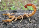 Afrique du Sud : un homme arrêté avec 150 scorpions venimeux dans ses valises à l’aéroport du Cap