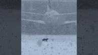 Aéroport de Roissy : deux pistes fermées pour capturer une chienne, échappée d’un avion il y a une semaine