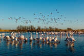 Tournage d’un film en Camargue : qui a tué plus de 500 œufs de flamants roses ?