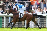 Grande Course de Haies d’Auteuil : El Clavel détrône le roi Losange Bleu