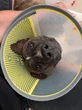 Arya, une petite chienne d’un an, attachée à une voiture et traînée sur des centaines de mètres dans les Bouches-du-Rhône