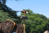 « La captivité est incompatible avec leurs besoins » : un spectacle de faucons dans l’Eure provoque la colère des défenseurs des animaux