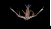 VIDÉO. Une exploration sous-marine diffusée en direct fascine des millions d’Argentins