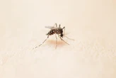 Une centaine de cas de chikungunya : le dispositif FR-Alert déclenché à Antibes ce mercredi matin