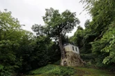 Le pèlerinage a repris à Notre-Dame-de-la-Ronce, la chapelle normande traversée par un chêne « miraculeux »