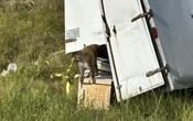 « Une menace pour les humains » : des singes « agressifs » et « dangereux » s’échappent d’un camion après un accident aux États-Unis