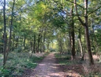 Paris : un homme incarcéré pour avoir allumé un feu au bois de Boulogne, une expertise psychiatrique prévue