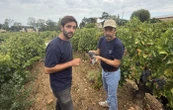 Record de précocité en vue pour les vendanges dans le Roussillon et les Corbières : à partir du 16 juillet !