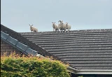 « Une première pour nous » : au Royaume-Uni, des moutons grimpent sur un toit « pour échapper à la police »