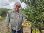 «Si on ne fait rien, il n’y aura plus de vergers»: la pomme d’Île-de-France, espèce en voie de disparition