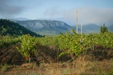 «On n’a pas l’habitude ici de subir une telle pression» : le vignoble des Pyrénées-Orientales à l’épreuve du mildiou