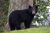 Un Japonais « victime d’une attaque d’ours » a en réalité été tué à coups de couteau, son fils arrêté