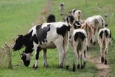 Un troupeau de vaches attaque un couple en Autriche, la femme succombe à ses blessures