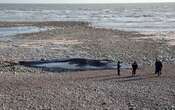 Seine-Maritime : la carcasse d’une baleine de 30 tonnes retrouvée près d’une falaise