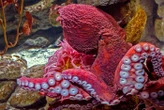 « On a crié à l’aide » : un enfant de 6 ans attaqué par une pieuvre géante aux « morsures venimeuses » dans un aquarium américain