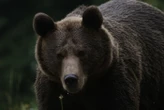 « J’ai été très surprise » : un ours considéré comme dangereux interrompt un tournoi de golf au Japon