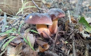 Les sols français sont-ils toujours radioactifs, 40 ans après Tchernobyl ? La réponse passe par la cueillette de champignons