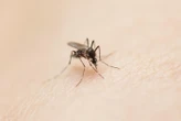 Moustiques : « une situation inédite », les cas de chikungunya, dengue et West Nile explosent en métropole