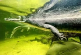 « Ni proies ni prédateurs » : plongez avec des crocodiles sacrés du Gange et des poissons d’Asie à Biotropica dans l’Eure