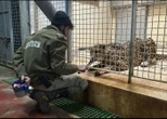 Un léopard s’échappe de son enclos et tue un soigneur du zoo biblique de Jérusalem