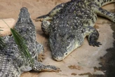 Un touriste prend un selfie avec ce qu’il pensait être une statue de crocodile et se fait attaquer par le vrai animal